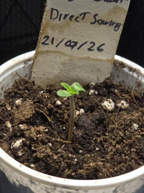 First ever grow. Week 0 - Royal Dwarf #2
Dome removed early
Germinated