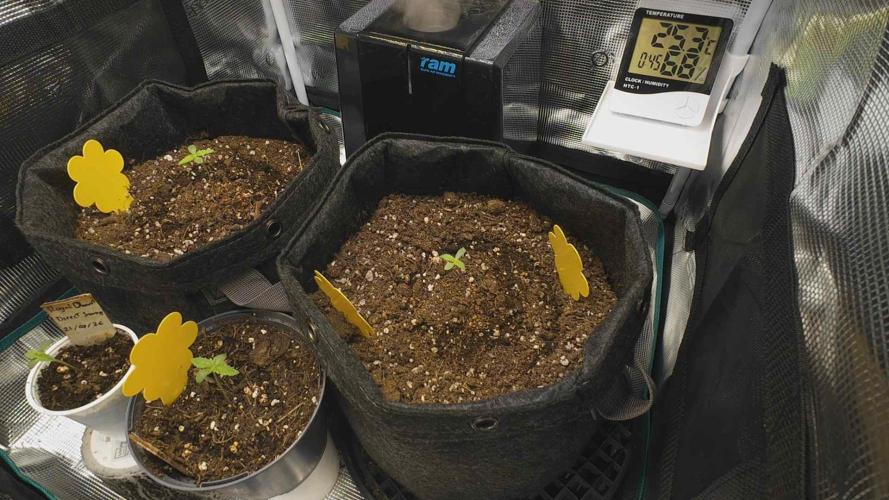 First ever grow. Week 1