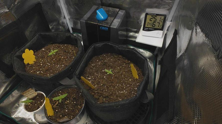 First ever grow. Week 1