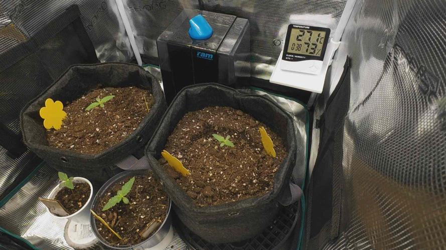 First ever grow. Week 1