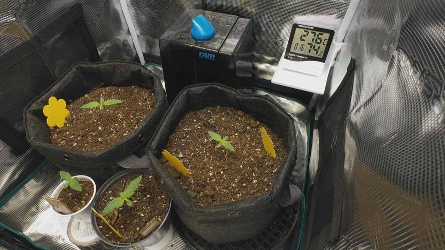 First ever grow. Week 1
