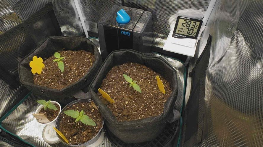 First ever grow. Week 1