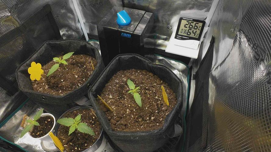 First ever grow. Week 1