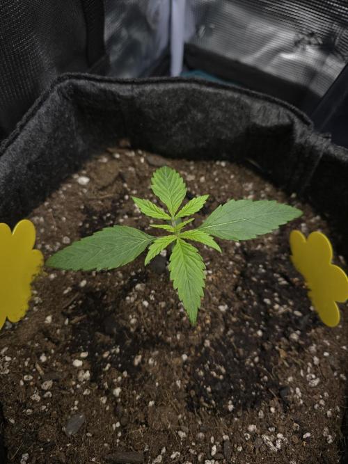 First ever grow. Week 1