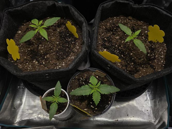 First ever grow. Week 1