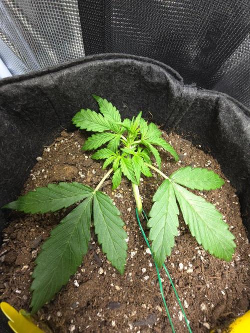 First ever grow. Week 2 - Left gelato