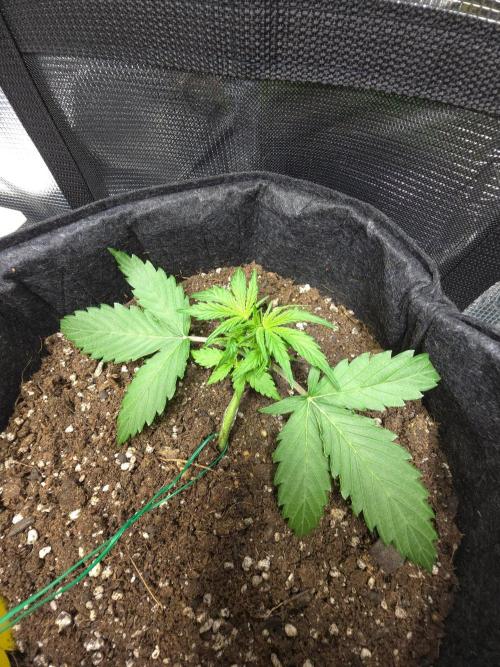 First ever grow. Week 2 - Right Gelato