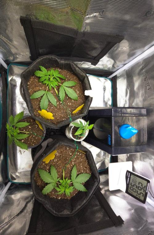 First ever grow. Week 2