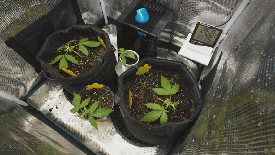 First ever grow