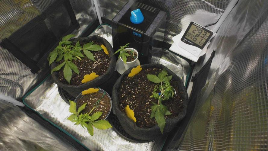 First ever grow. Week 2 - Day 17 snapped main stem of right gelato trying to adjust lst.. 