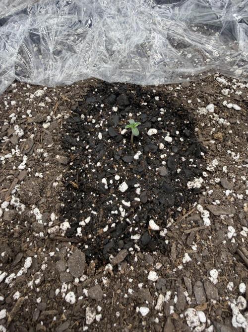 First 2 Fast flowering Auto from 42 Buds. Week 0