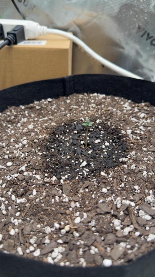 First 2 Fast flowering Auto from 42 Buds. Week 0