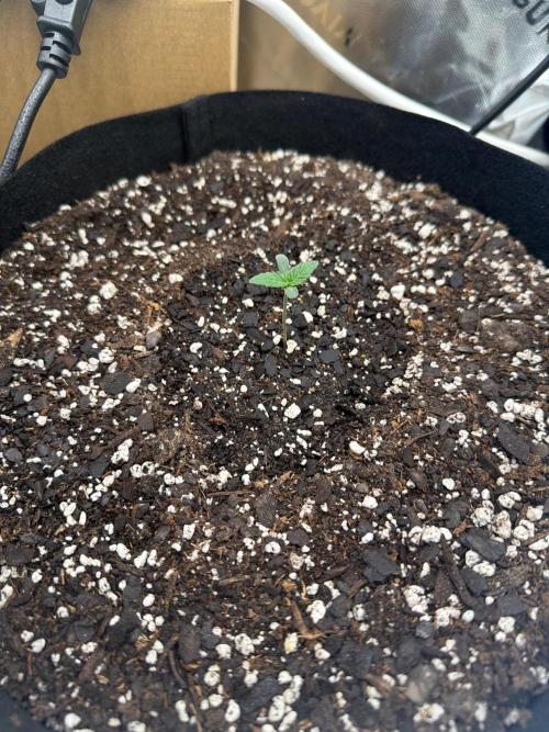 First 2 Fast flowering Auto from 42 Buds. Week 0