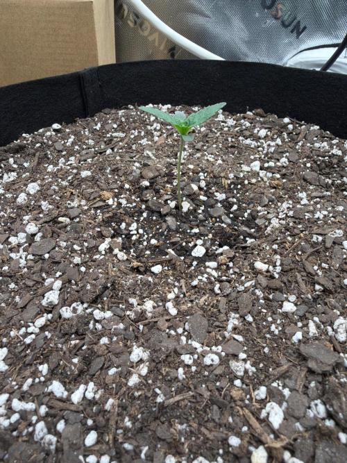 First 2 Fast flowering Auto from 42 Buds. Week 0