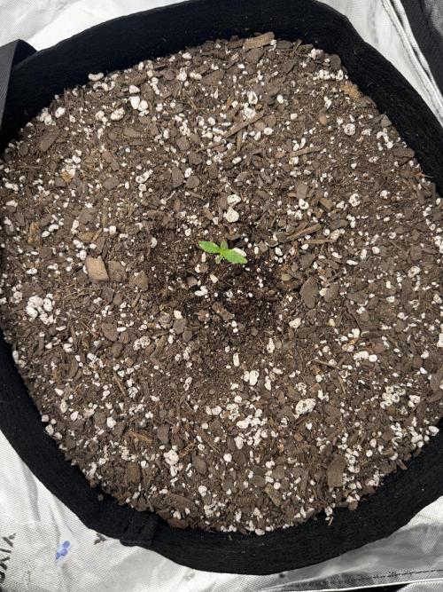 First 2 Fast flowering Auto from 42 Buds. Week 0