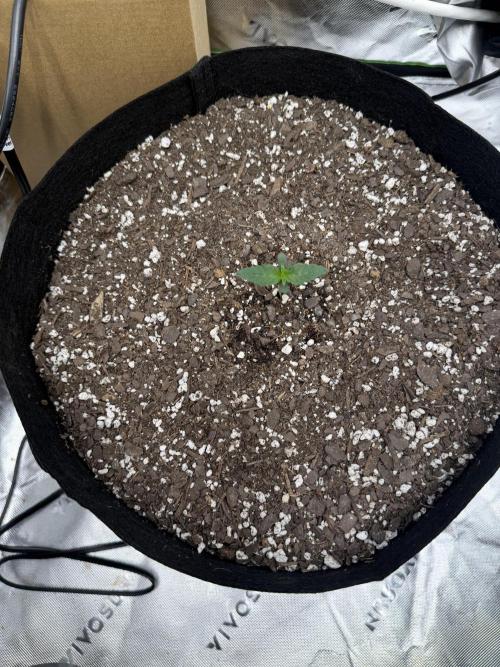 First 2 Fast flowering Auto from 42 Buds. Week 0