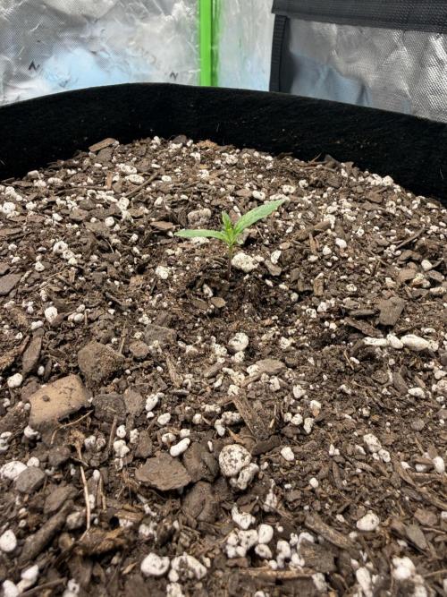 First 2 Fast flowering Auto from 42 Buds. Week 0