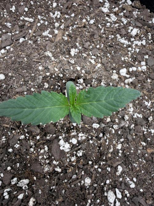 First 2 Fast flowering Auto from 42 Buds. Week 0