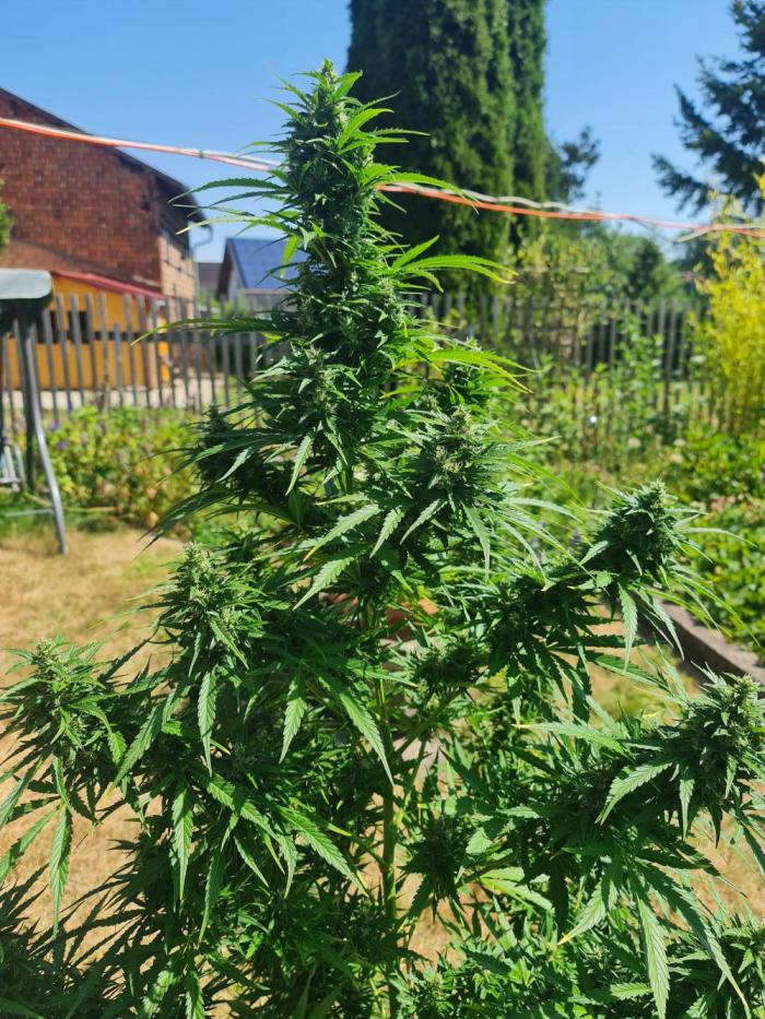 Sensi Seeds Auto. Week 7