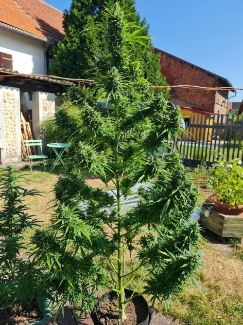 Sensi Seeds Auto. Week 12 - Sticky Orange Xxl Auto