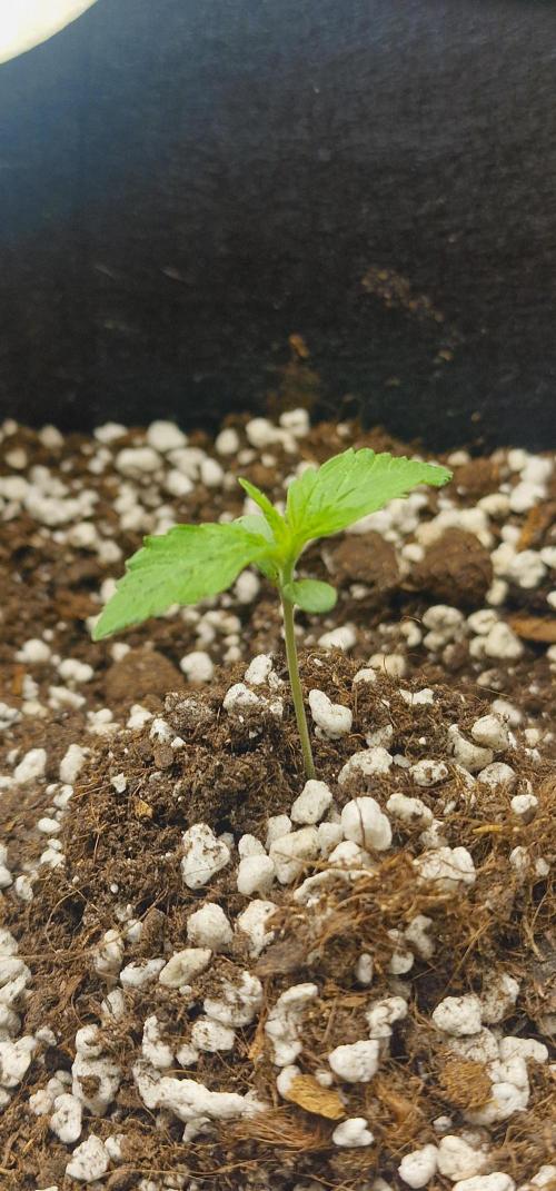 MrScottishbud420. Week 1 - Gorilla cookies 