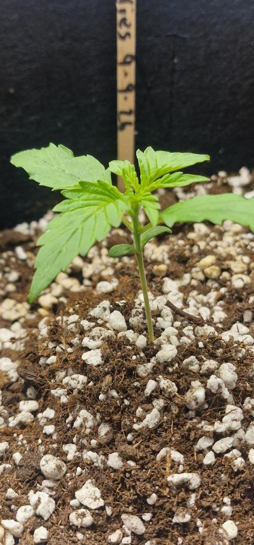 MrScottishbud420. Week 2 - Day 13 Gorilla cookies 