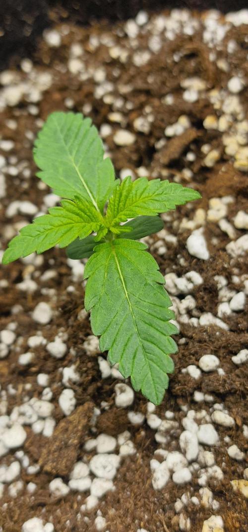 MrScottishbud420. Week 2 - Day 10 frostbanger 