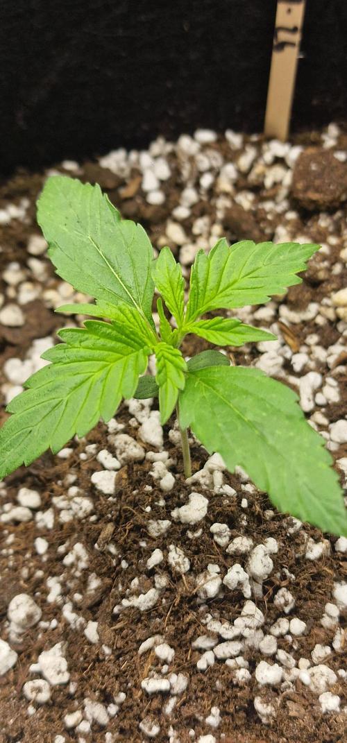 MrScottishbud420. Week 2 - Day 13 Gorilla cookies 