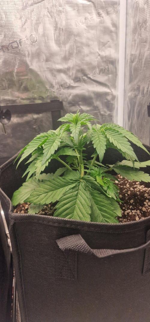 MrScottishbud420. Week 3 - frostbanger day21