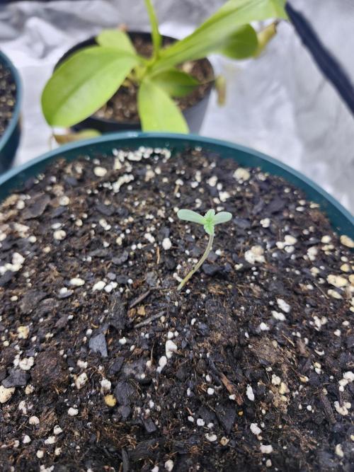 From The Dirt Genetics. Week 2