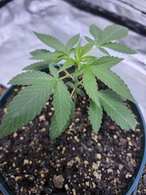 From The Dirt Genetics. Week 3