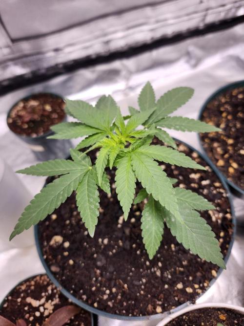 From The Dirt Genetics. Week 3 - 1 day after feeding Grow Big,Big Bloom,CalMag and Superthrive 6.0ph