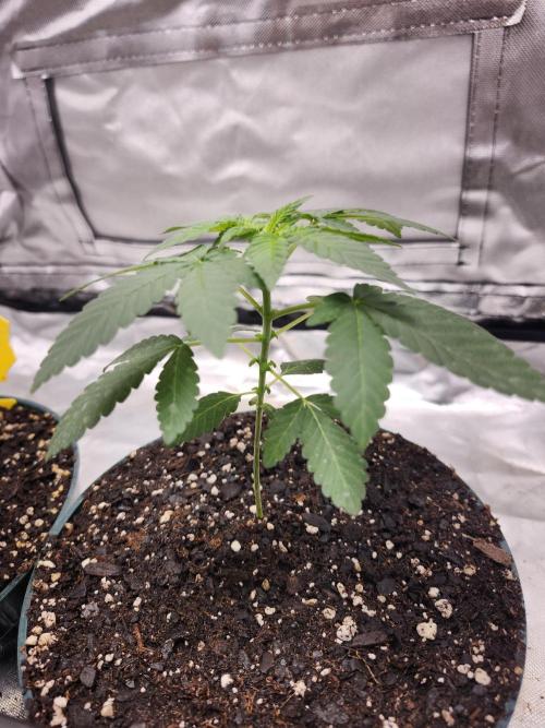 From The Dirt Genetics. Week 4