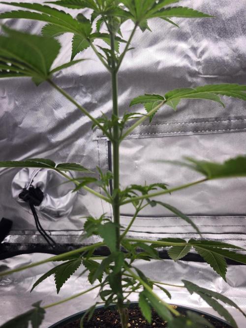 From The Dirt Genetics. Week 5