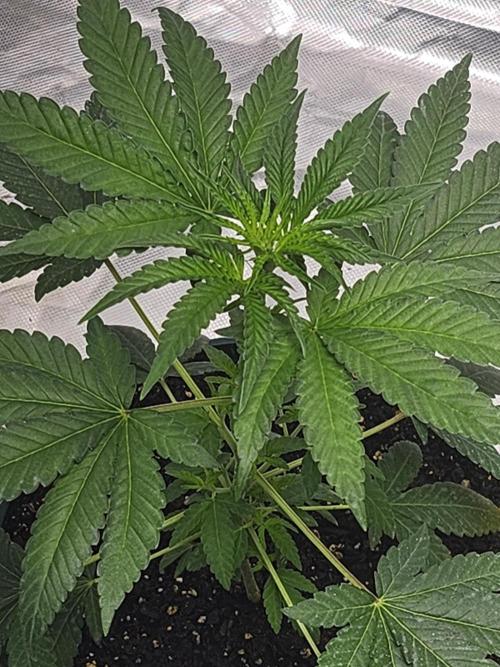 From The Dirt Genetics. Week 5