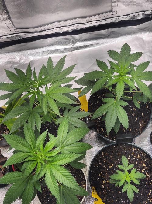 From The Dirt Genetics. Week 5