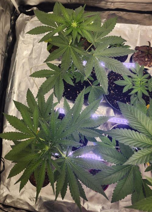 From The Dirt Genetics. Week 6