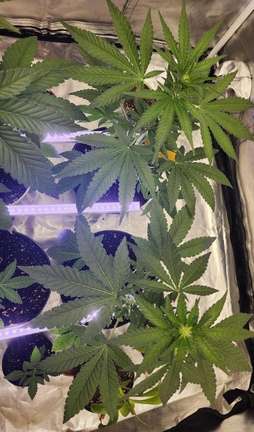 From The Dirt Genetics. Week 6