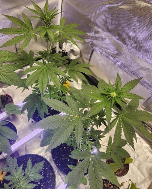 CLOUDLAB 894, Advance Grow Tent 8x4. Week 6