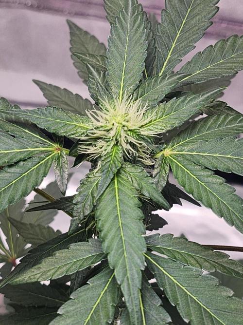 From The Dirt Genetics. Week 7