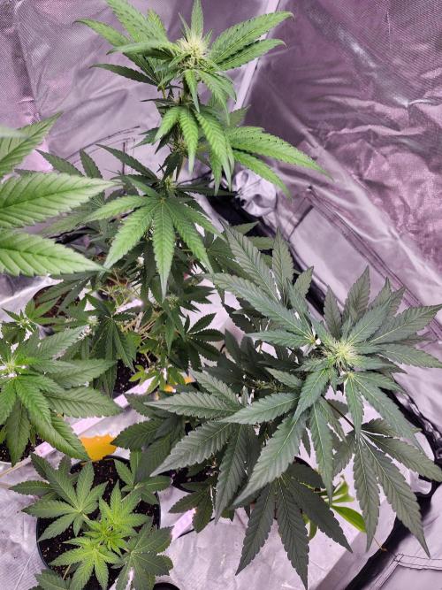 From The Dirt Genetics. Week 7