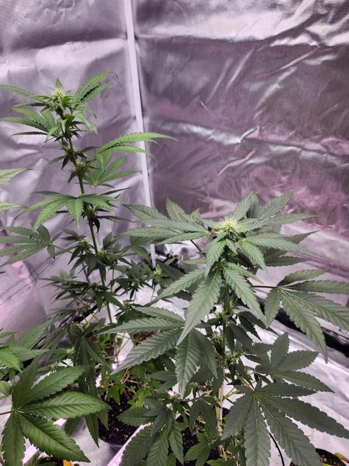 From The Dirt Genetics. Week 7