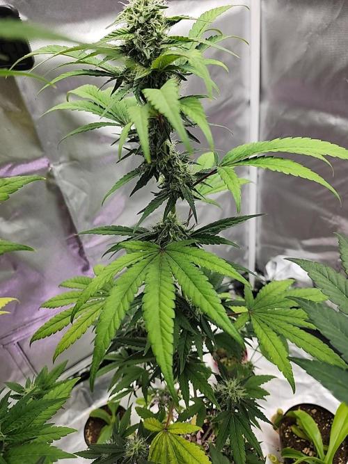 From The Dirt Genetics. Week 9 - Plant #1