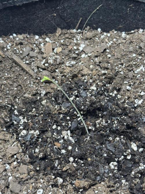 Hot garage grow against all odds. Week 0 - End of first week looking pretty leggy here