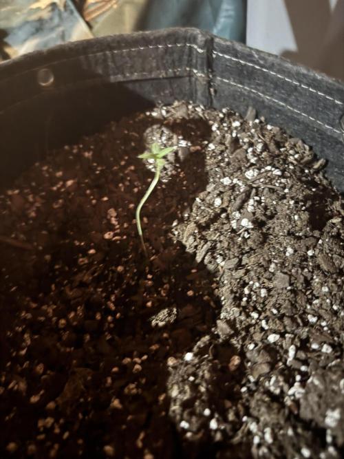 Hot garage grow against all odds. Week 0 - Damn she’s going to fall over on me what a way to start my 1st grow ever outlol
