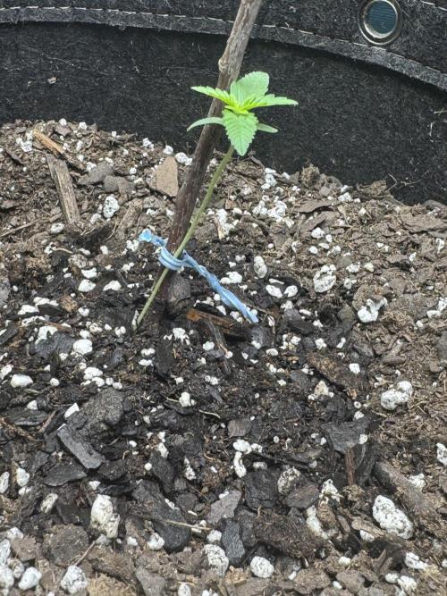 Hot garage grow against all odds. Week 0 - Cranked my lil pos led up to 50% at 16” height proud to say she came out of it