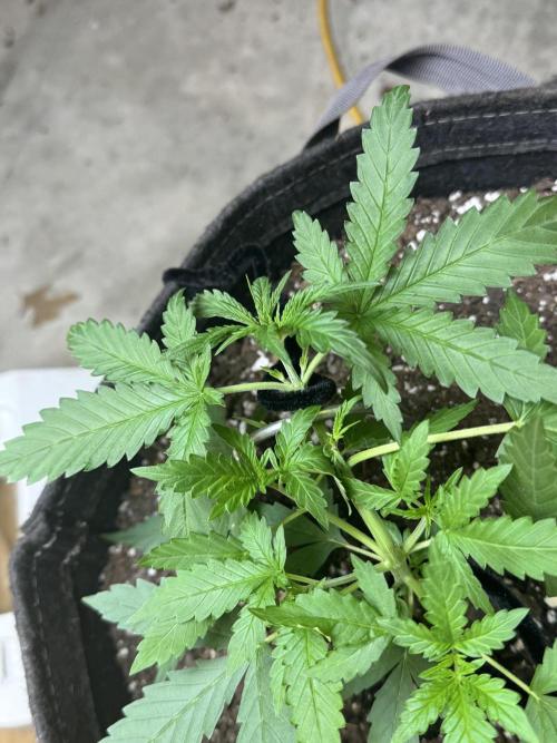 Hot garage grow against all odds. Week 3 - I really hope I did this right and didn’t hurt my precious baby lmao