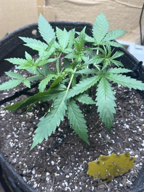 Hot garage grow against all odds. Week 3 - I’m all ears need all the help I can get open for suggestions and tips 1st timer