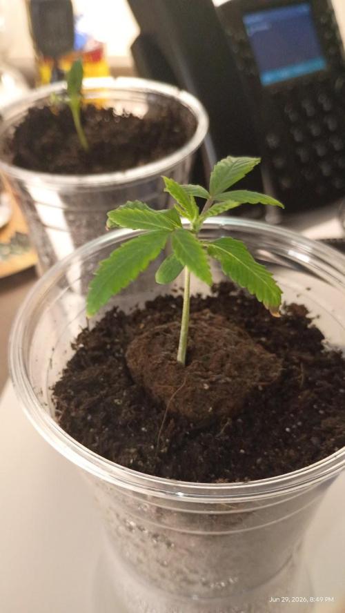 OG KUSH. My Sys-Setup.. Week 0