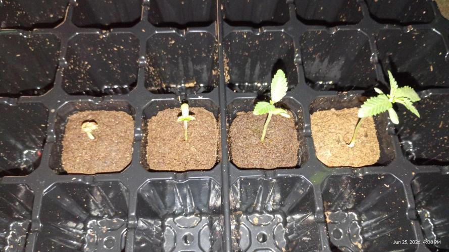OG KUSH. My Sys-Setup.. Week 0 - One was too deep. Slowed down.